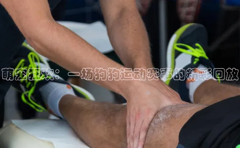 萌宠狂欢：一场狗狗运动赛事的精彩回放